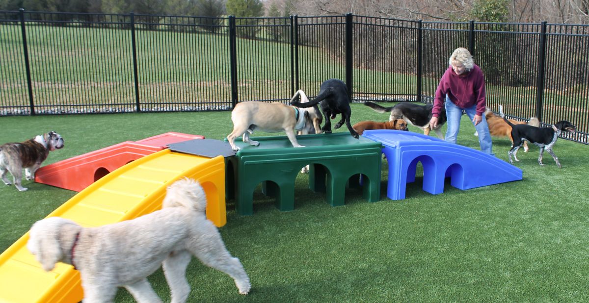 The Positve Advantages of Dog Day Care